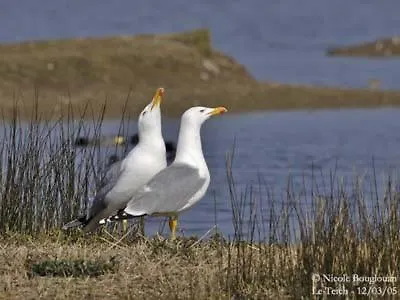 Les Mouettes Amoureuses Villa Louannec