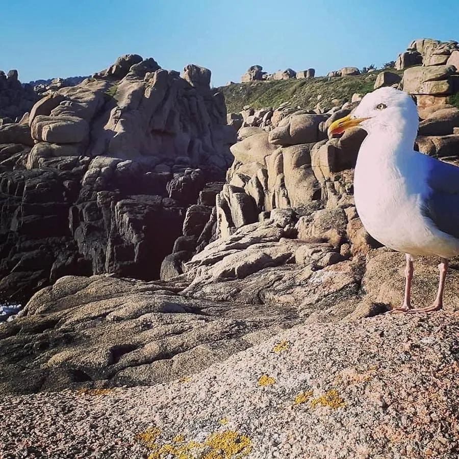 Les Mouettes Amoureuses Villa Louannec